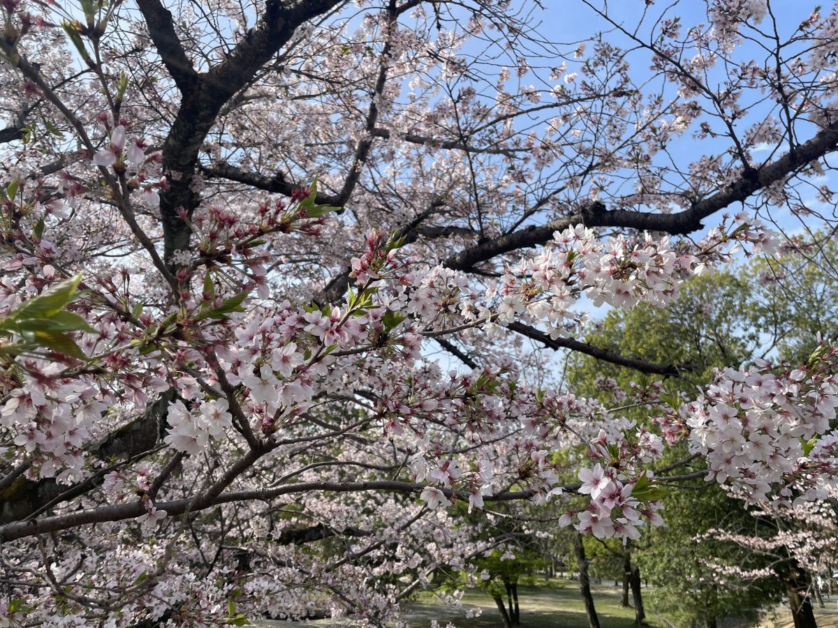 春の千里中央公園（桜）