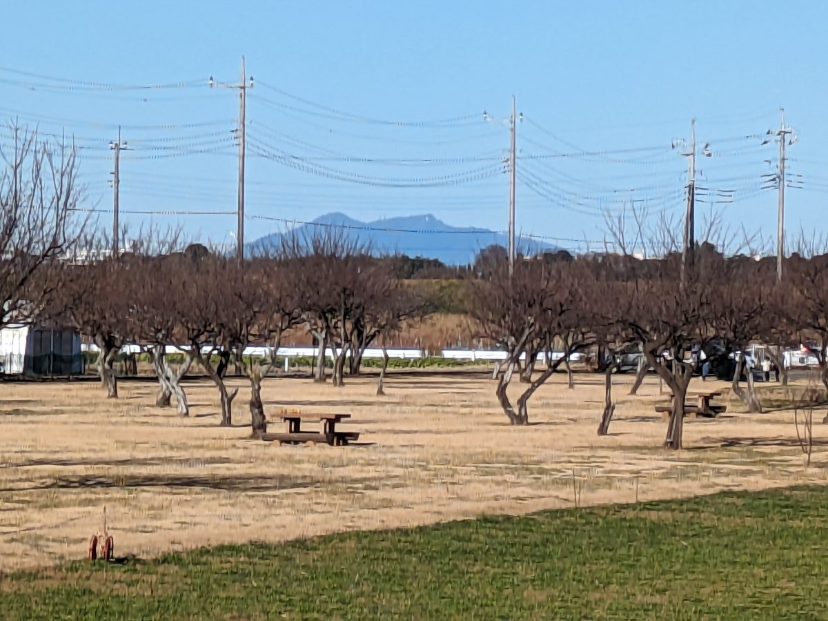 これはあけぼの山農業公園から見た筑波山ですが、道路（写真中央の白いガードレールあたり）の向かいの右側に市民農園が広がっています。