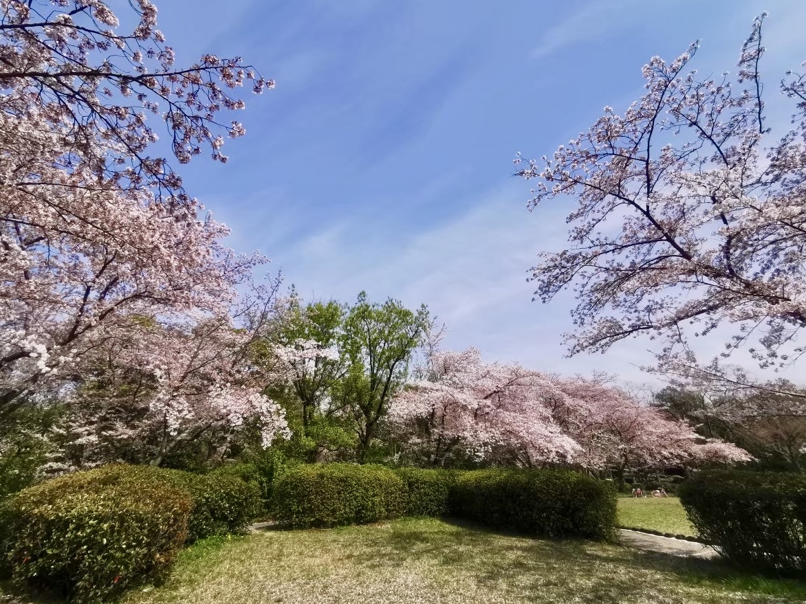 思い出〜咲き誇る満開の桜
