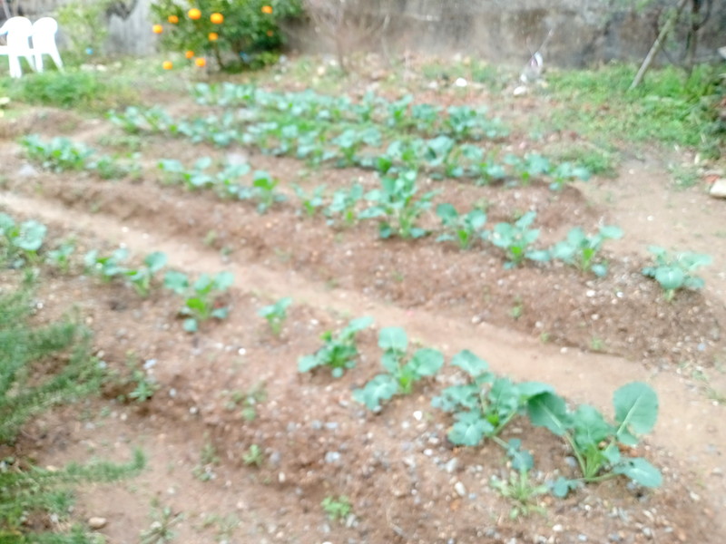 玄関前の畑では「菜の花プロジェクトみのお」の一環として菜の花を栽培中。夏場はトマトやなすびなどを育てて食材にします