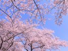 【東葛エリア】桜の開花予想が出ましたよ〜！【2024年版】