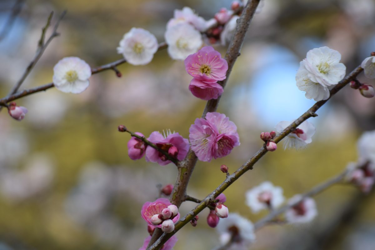 3月になると咲く「思いのまま」。1本の木でピンクと白の花が咲きます