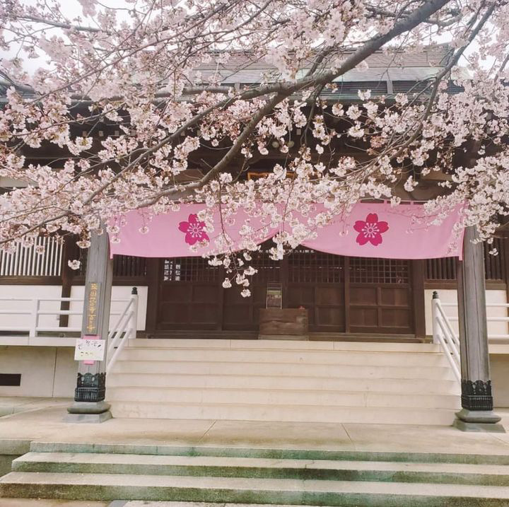 開催地【流山清瀧院】さんの美しい桜を眺めてみませんか？