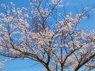 【柏】3/24  桜を満喫！「手賀沼から運河へ桜三昧ウオーク」開催