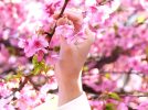 【柏】河津桜の名所「松ヶ崎城跡」　2/25にはウォーキングツアーも