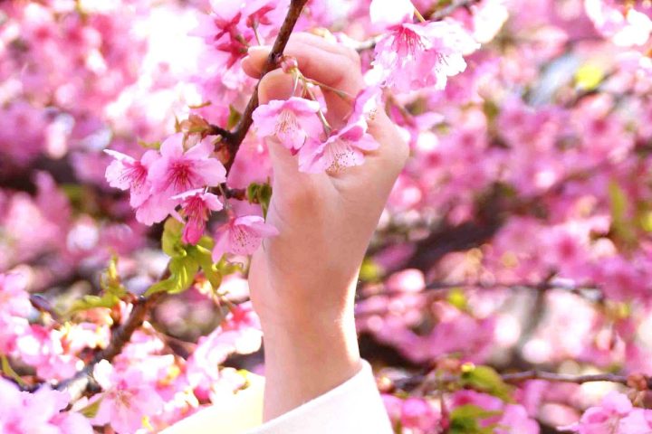【柏】河津桜の名所「松ヶ崎城跡」　2/25にはウォーキングツアーも