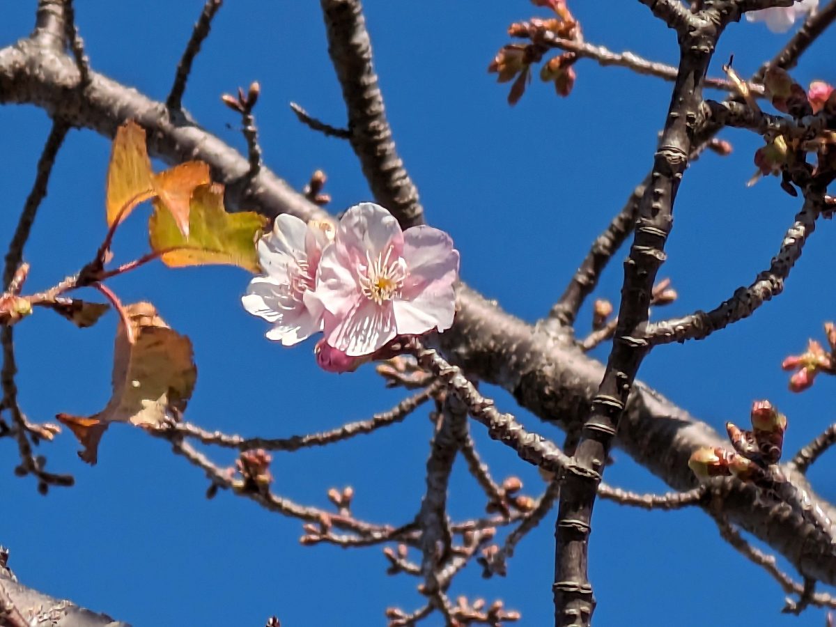 まだわずかですが、ヒドリ橋付近では河津桜が咲き始めていました。