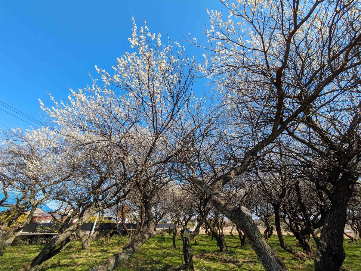 「カナルファームido」前の梅の木