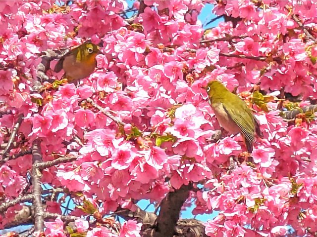 【柏】季節の花々～春を探しに　如月編～