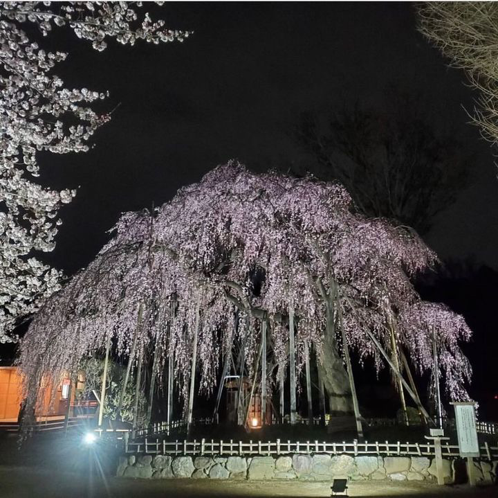 ライトアップは18:00〜21:00まで（雨天決行）夜桜も圧巻の美しさ