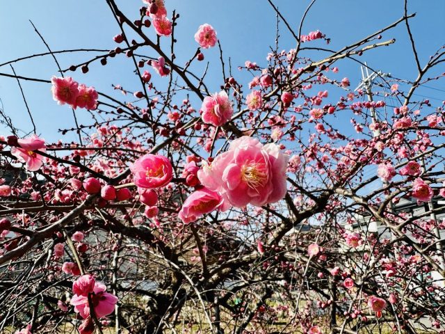 【箕面市】今年もやってます「箕川 観梅ウィーク」まだまだこれからが見頃です♪