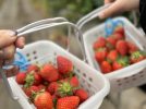 【栂・美木多】旬こそ味わってほしい「フラワー農園コスモス館」の苺摘み、始まってます！