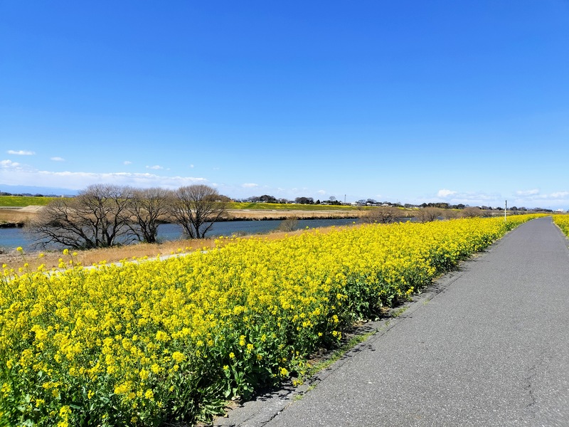 桜より一足お先に春を満喫♪江戸川サイクリングロードの菜の花が満開です！＠野田市つつみ野