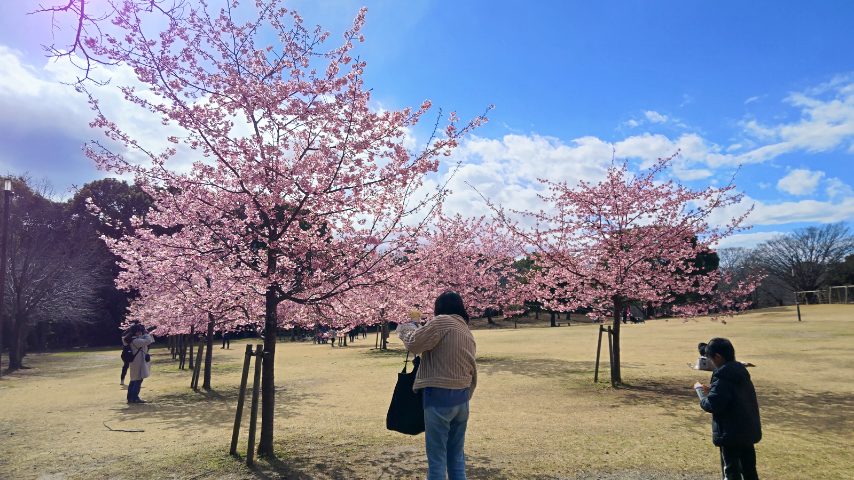 河津桜が美しく咲いています