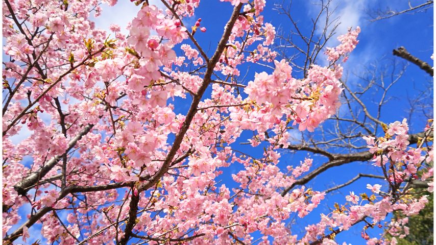 【柏】早咲き桜が美しい柏の葉公園で謎解きウォーキングに参加してみた！