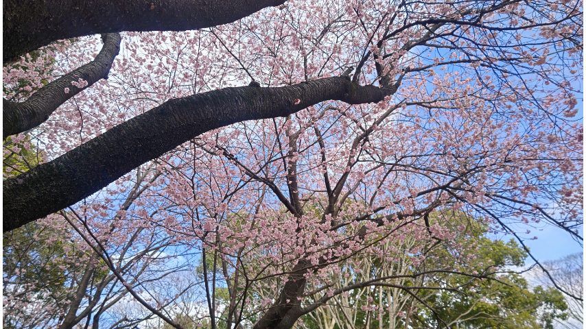 こちらは椿寒桜でした