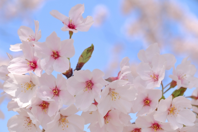 【松戸】桜並木の下でパフォーマンス！六実桜まつり2024年情報〈3月30日・31日〉