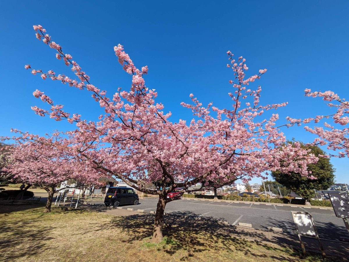 河津桜は駐車場近くなので、車でも便利