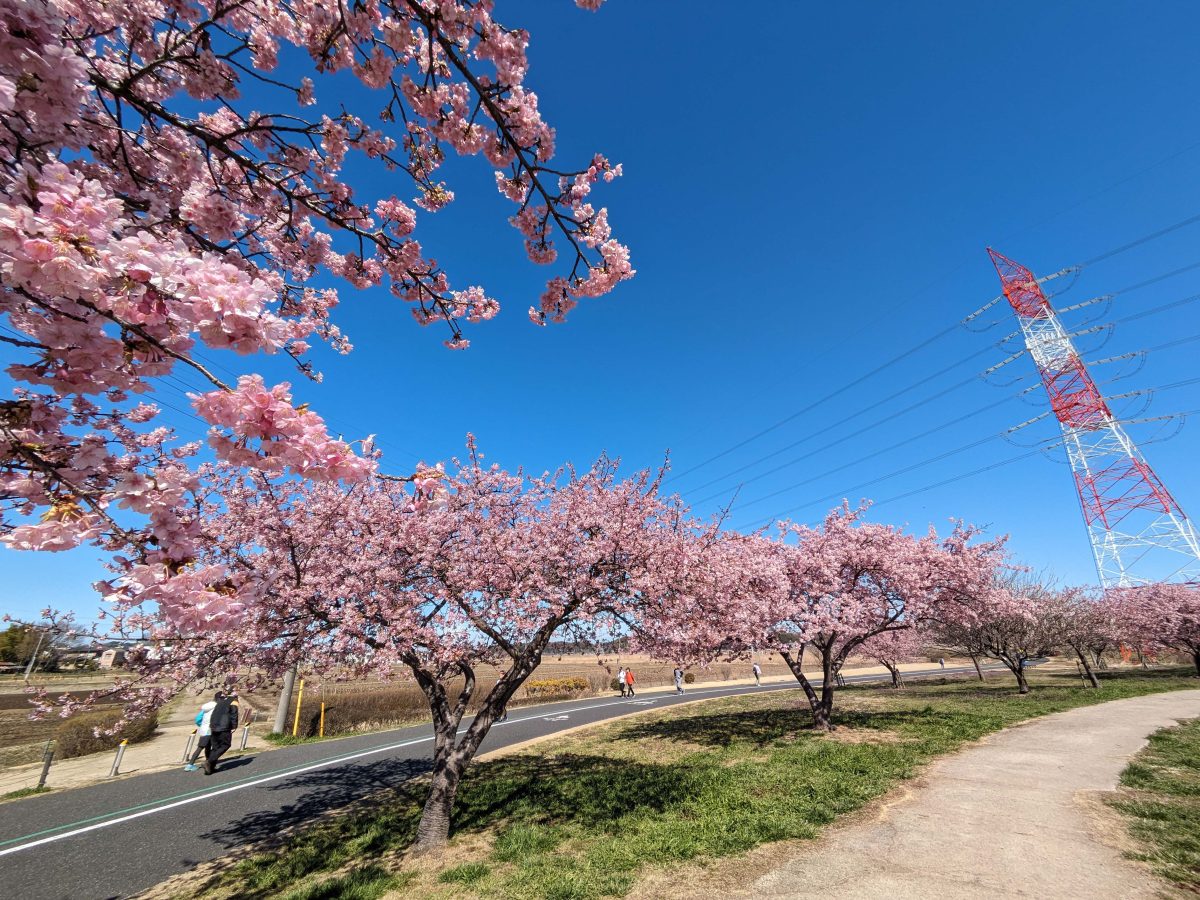 ヒドリ橋北側の河津桜
