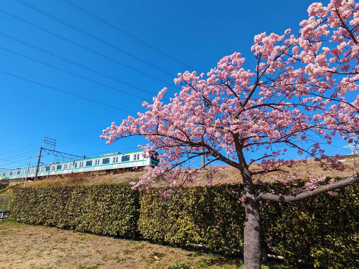 線路沿いにも河津桜があって、電車と一緒に撮影できます。