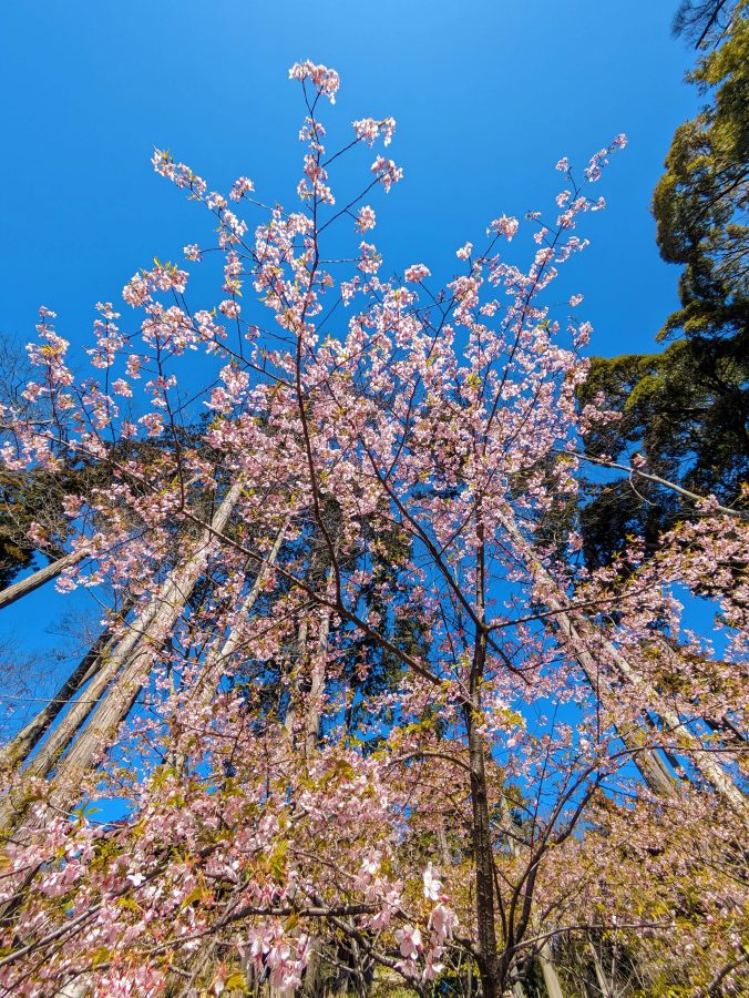 途中で寄った神明社の桜もきれいでした。