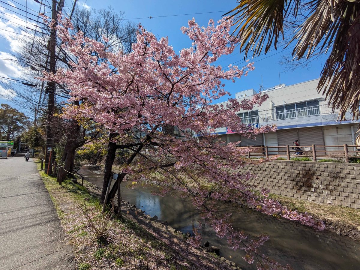 坂川沿いの河津桜。左端に松戸神社の鳥居が写っています。