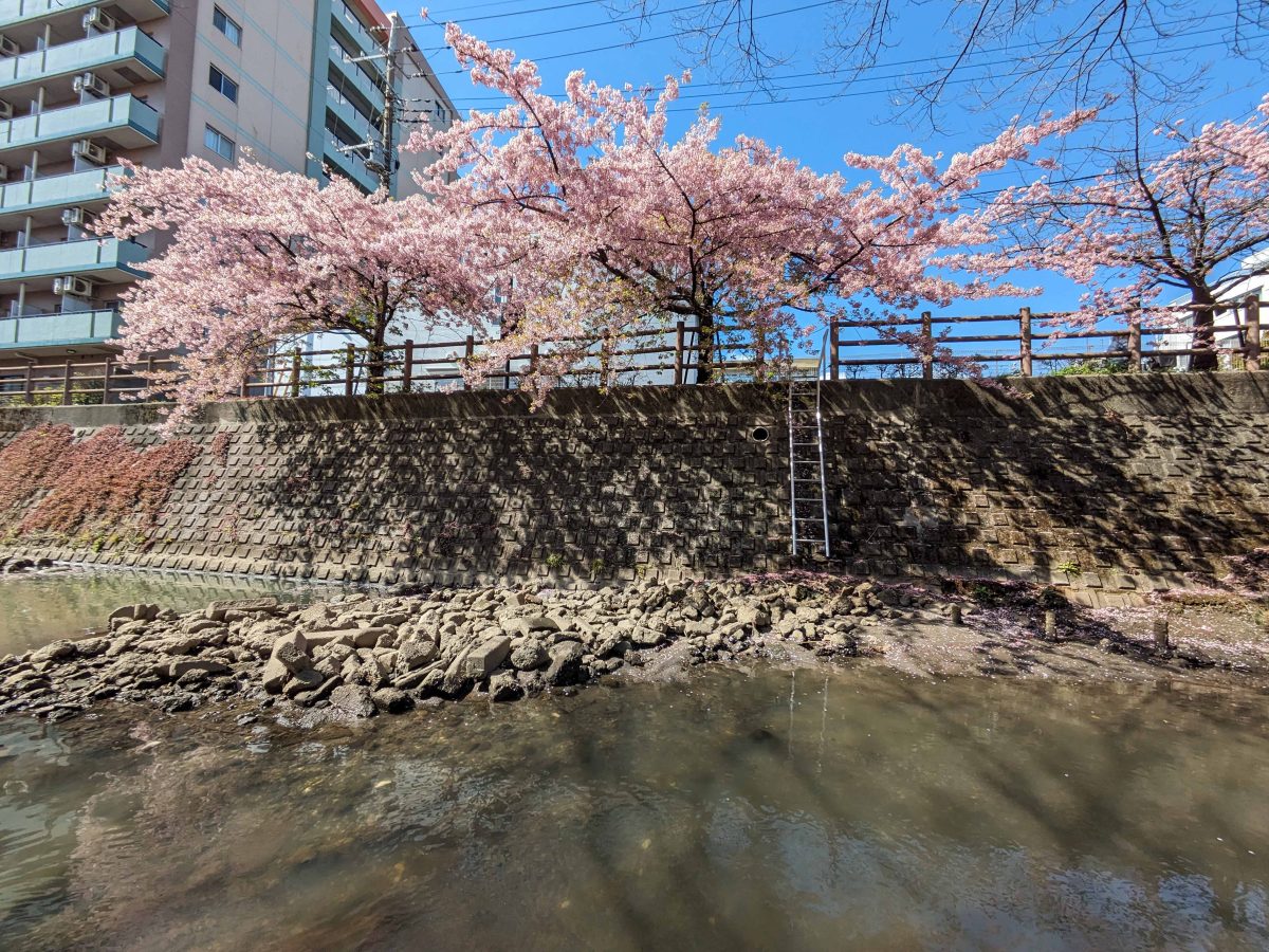 松戸神社の手前から見た対岸の河津桜