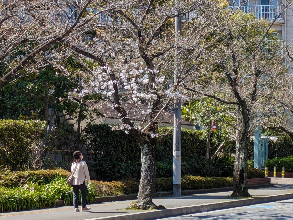 新柏さくら通り。咲いていない樹の方が多かったですが、一部の樹で桜が咲き始めていました。