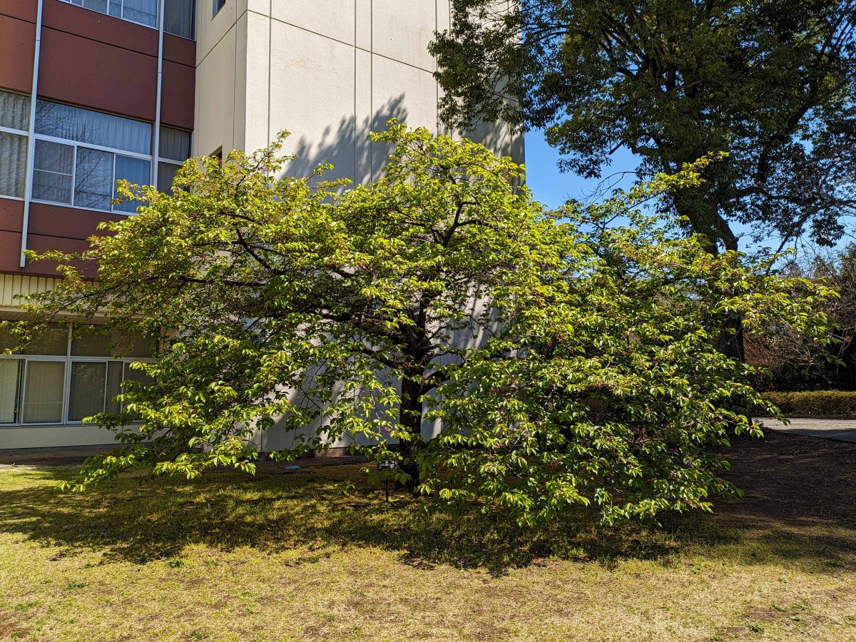生涯学習センターの南側にある河津桜はすっかり葉桜でした。