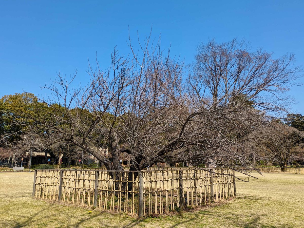 八重桜「普賢象（フゲンゾウ）」（3/31撮影。時期的にまだ咲いていませんでした。）