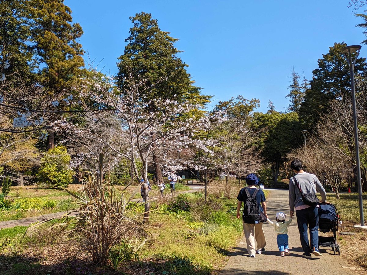 中央広場の西側にはソメイヨシノの桜並木。一部の樹で咲き始めた位。