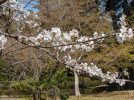 【柏】3/31 桜開花状況　ソメイヨシノは咲き始め　＠麗澤の森