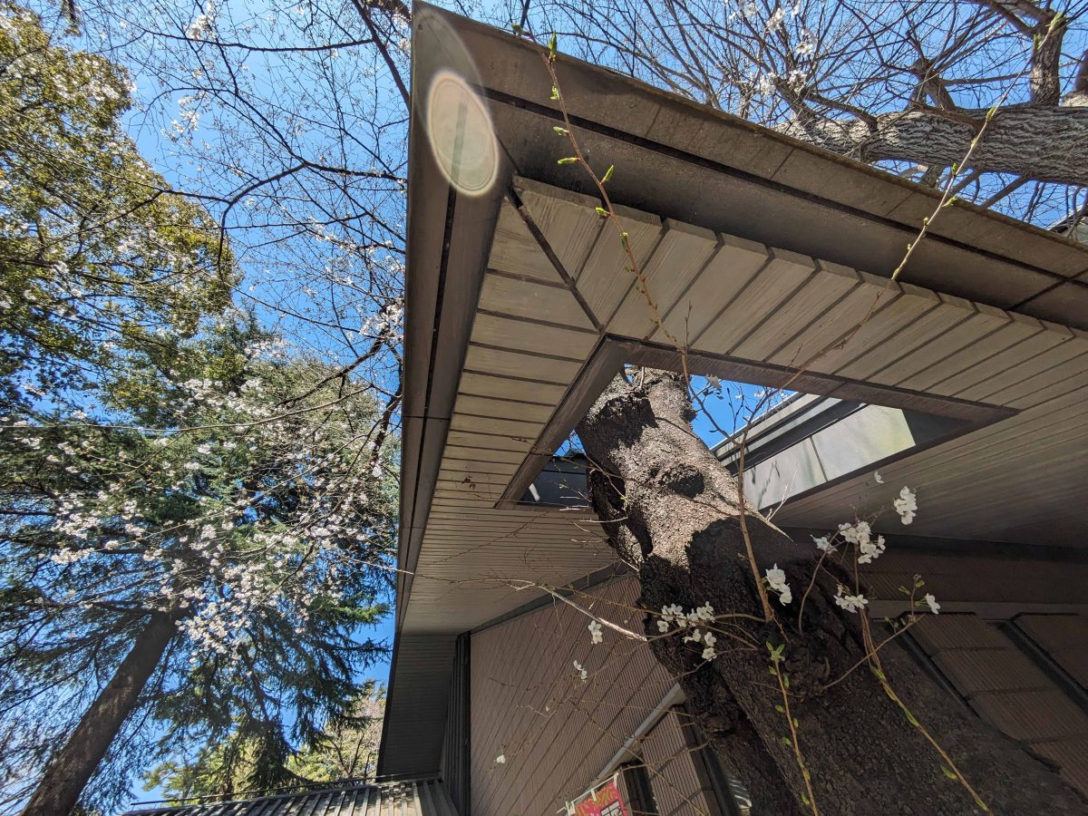 廣池千九郎記念講堂の屋根には桜のために穴が開けられています。