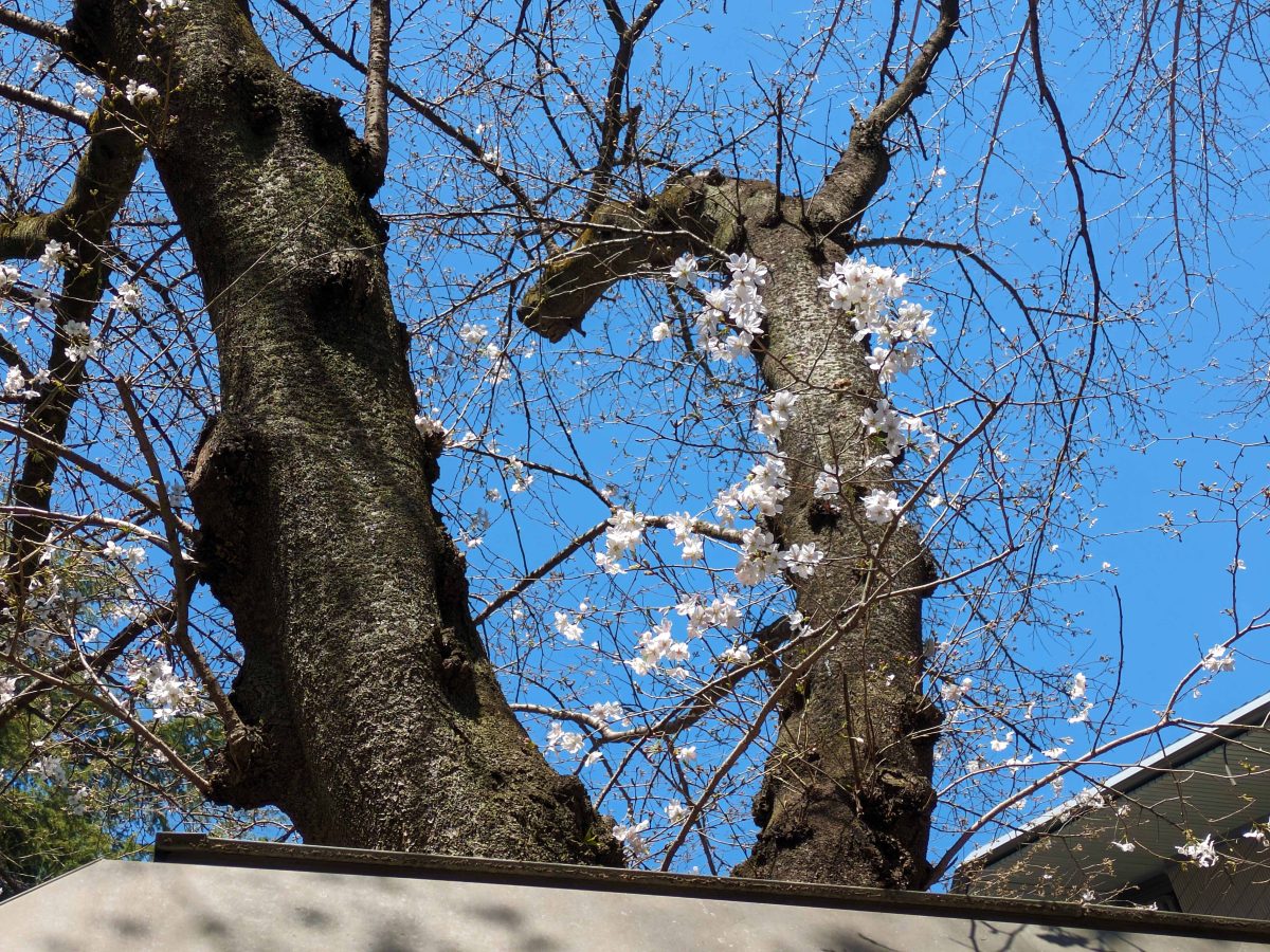 屋根の上で咲くソメイヨシノ