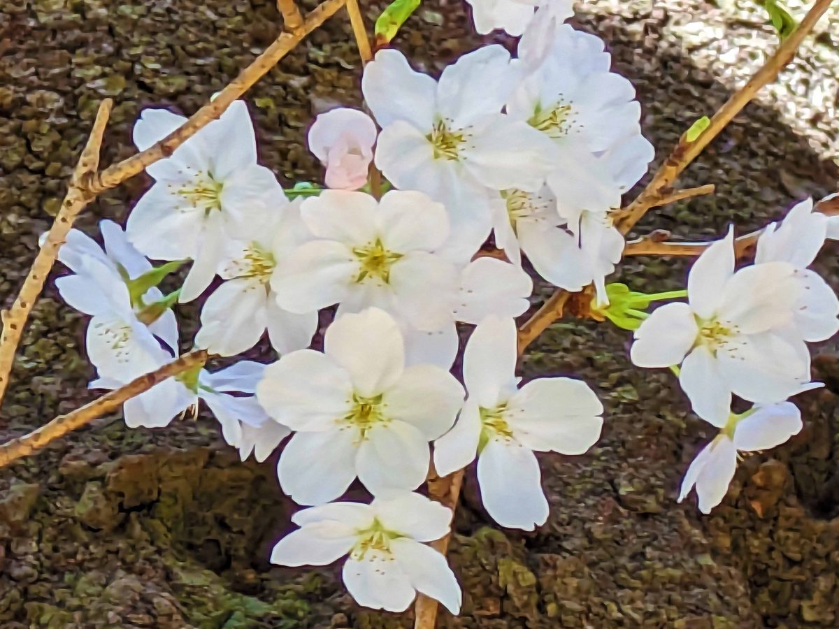 廣池千九郎記念講堂前のソメイヨシノの花