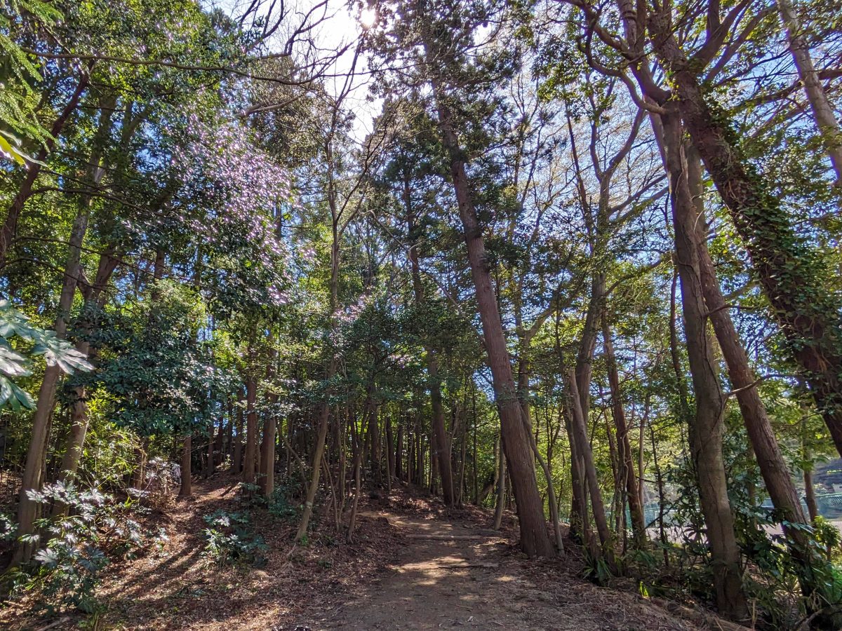 森の中の坂道を下っていくと麗澤大学馬術部のフィールドがあります。