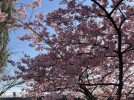 【柏】【桜速報】大堀川リバーサイドパークの河津桜が綺麗でした！