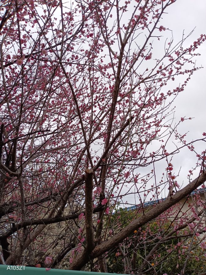 このころは、ちょうど駅の近くで梅が咲いていて、ほっこり