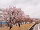 【泉ケ丘】桜開花速報！早咲きの桜が咲き始めました。