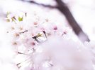 【柏】桜満開はもうすぐ？今日はイオンモール柏で桜を撮ってきました