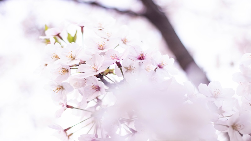 【柏】桜満開はもうすぐ？今日はイオンモール柏で桜を撮ってきました