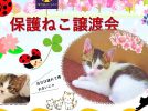 【柏】【松戸】【流山】2024年4月のねこ情報～Kashiwa猫展Ⅲ開催中、4/6,13,27保護ねこ譲渡会～　