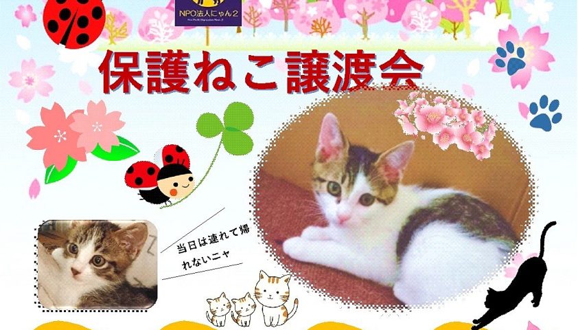 【柏】【松戸】【流山】2024年4月のねこ情報～Kashiwa猫展Ⅲ開催中、4/6,13,27保護ねこ譲渡会～　