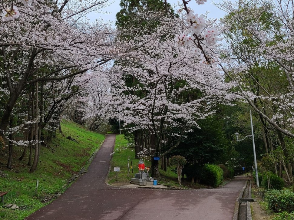 満開の桜の下、お地蔵様も嬉しそうです（2023年3月25日撮影）