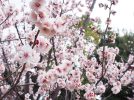【茨木】〜春の兆し〜「元茨木川緑地」に咲く可憐な梅の花