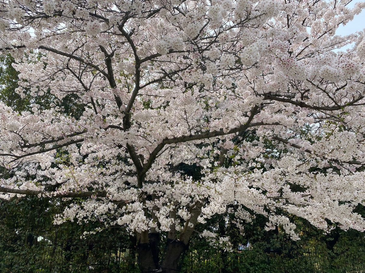 満開の桜は超綺麗〜フォトスポットNo1