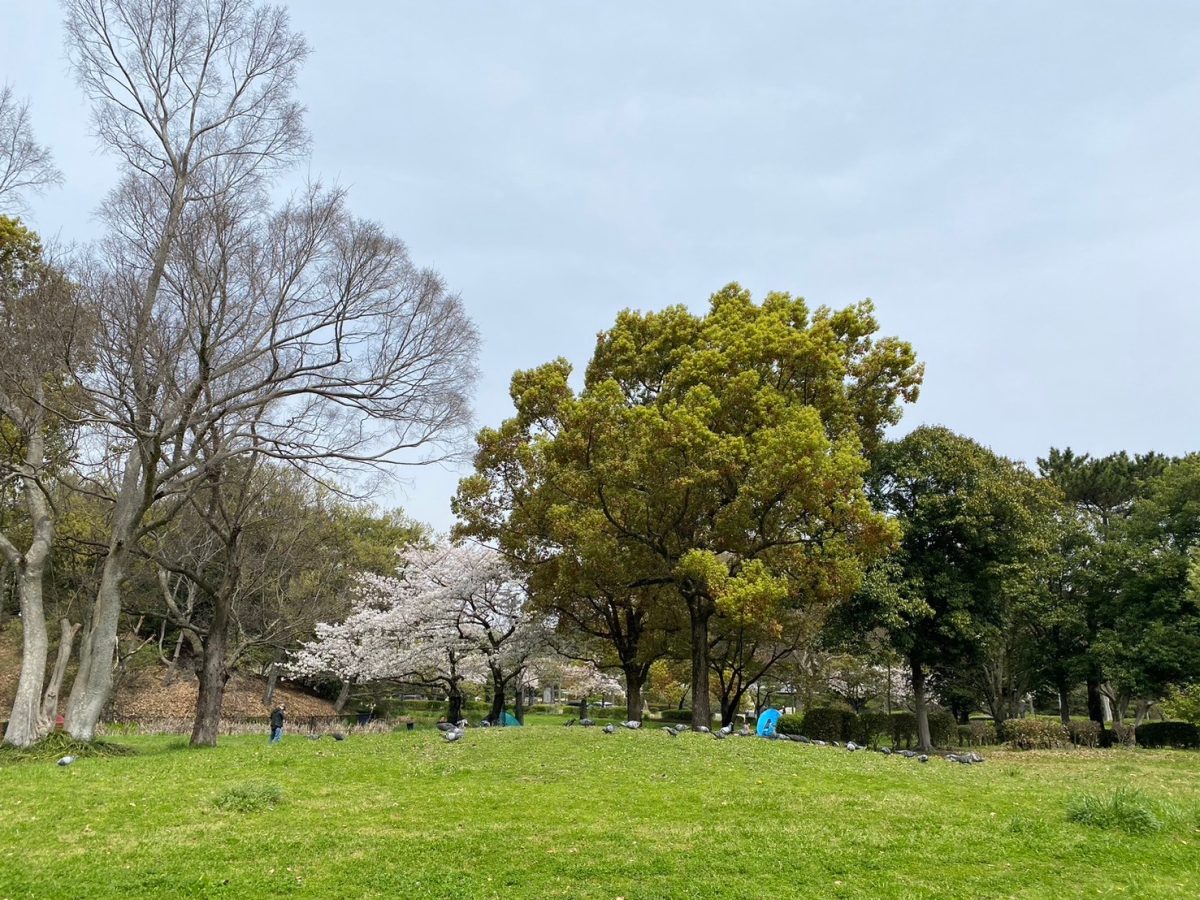 「大仙古墳」側の桜