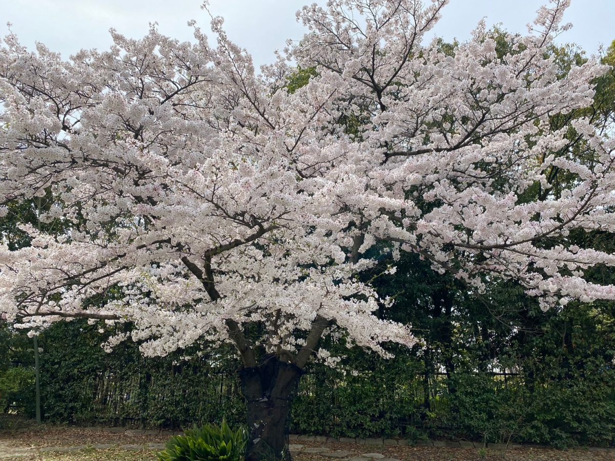 立花さんお勧めの、ひときわ輝く満開の桜