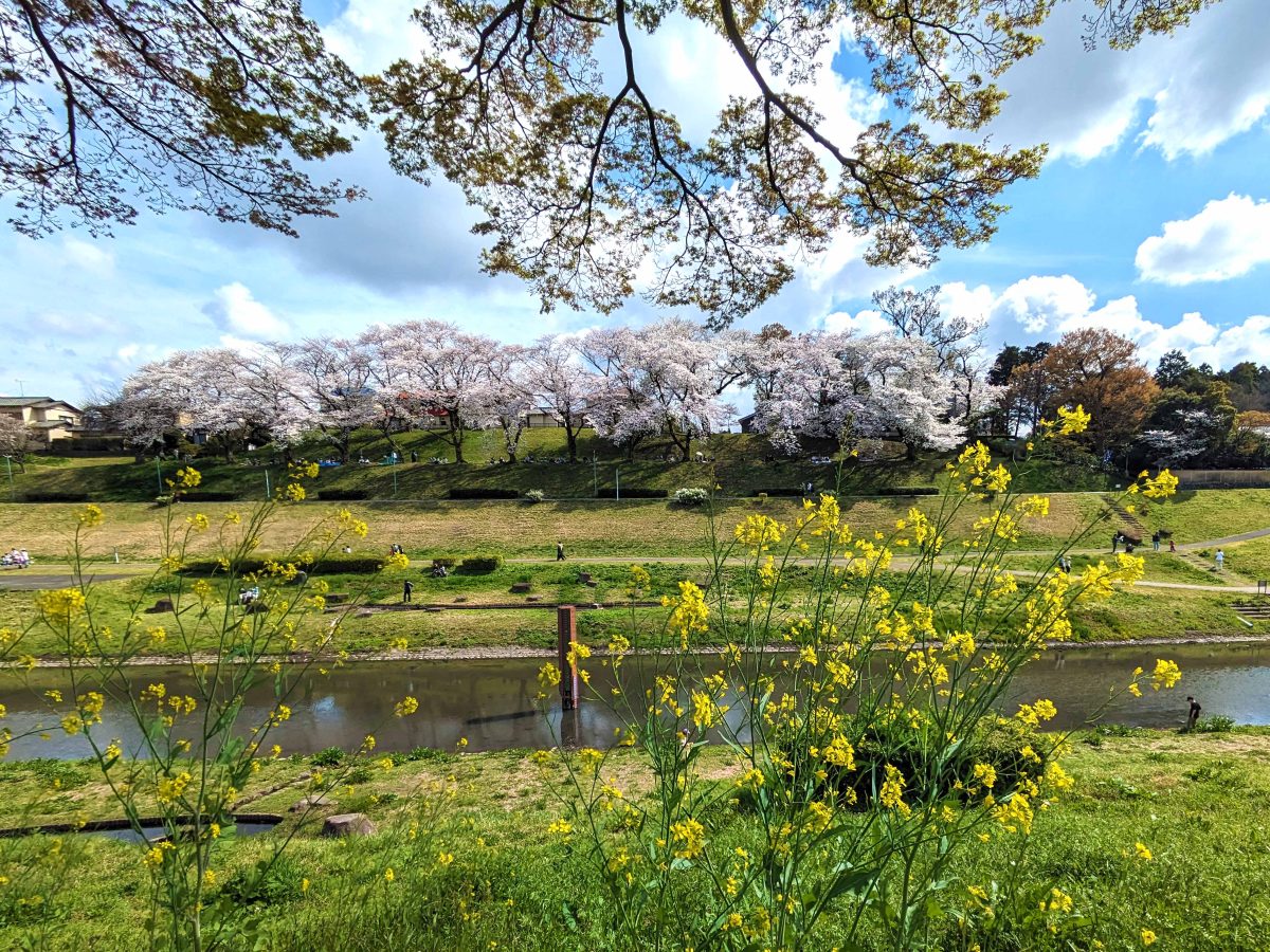 菜の花と運河対岸の桜