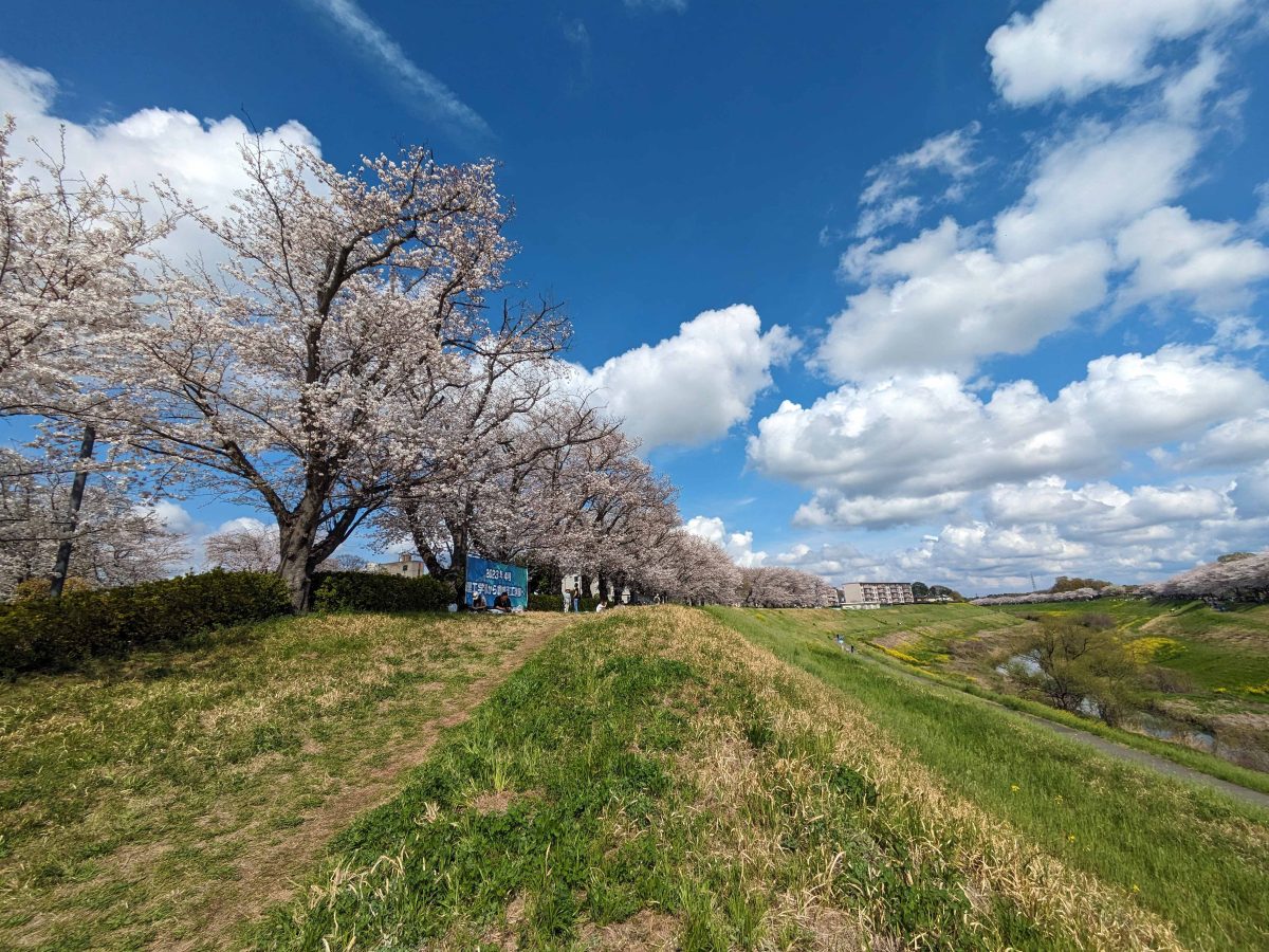 東京理科大の前あたりの桜並木も満開